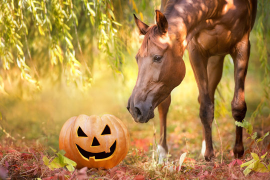 Halloween overnatning! – D. 28. – 29. oktober 2023