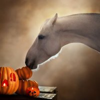 Halloween stævne 2024