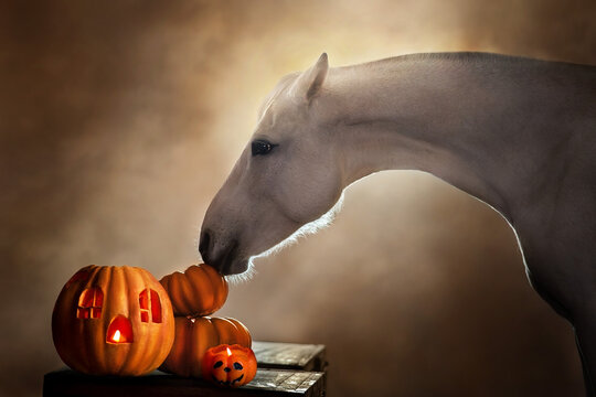 Halloween stævne 2024
