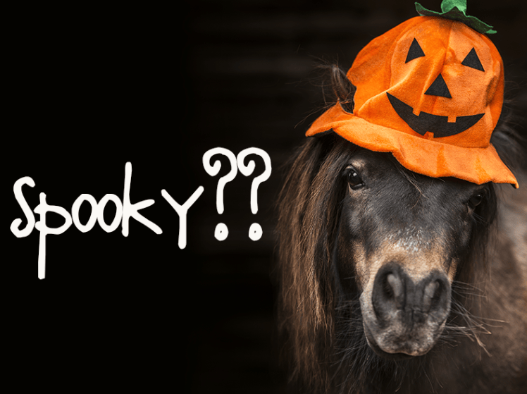 Halloween Overnatning 2024